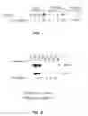 Fig. 02 - Screening methods using sitosterolemia susceptibility gene (SSG) polypeptides