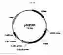 Fig. 06 - Methods for enhancing a secretion efficiency of recombinant foreign protein in yeast expression system