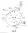 Fig. 07 - Bacteria with increased levels of protein secretion, nucleotide sequences coding for a SecA protein with increased levels of protein secretion, and method for producing proteins
