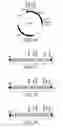 Fig. 06 - Method for producing transgenic plants resistant to weed control compounds which disrupt the porphyrin pathways of plants
