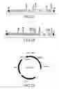 Fig. 08 - Method for producing transgenic plants resistant to weed control compounds which disrupt the porphyrin pathways of plants