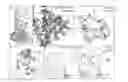Fig. 01 - Methods and compositions related to inhibition of viral entry