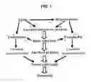 Fig. 02 - Method and Composition for Treating Alzheimer's Disease and Dementias of Vascular Origin