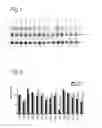 Fig. 02 - METHODS AND MEANS FOR TREATING DNA REPEAT INSTABILITY ASSOCIATED GENETIC DISORDERS