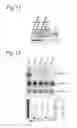 Fig. 06 - METHODS AND MEANS FOR TREATING DNA REPEAT INSTABILITY ASSOCIATED GENETIC DISORDERS