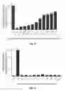 Fig. 09 - PRIMARY MICRO RNA EXPRESSION CASSETTE