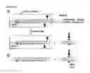 Fig. 02 - EXTENDED DICER SUBSTRATE AGENTS AND METHODS FOR THE SPECIFIC INHIBITION OF GENE EXPRESSION