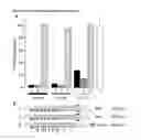 Fig. 04 - EXTENDED DICER SUBSTRATE AGENTS AND METHODS FOR THE SPECIFIC INHIBITION OF GENE EXPRESSION