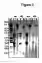 Fig. 07 - Nematode resistant transgenic plants