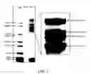 Fig. 02 - Compositions and Methods for Analyzing Biomolecules Using Mass Spectroscopy