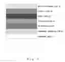 Fig. 02 - All-solid-state reflective dimming electrochromic device having buffer layer and dimmer member using the same