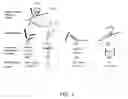 Fig. 02 - SYSTEMS AND METHODS FOR GRAPH-BASED PATTERN RECOGNITION TECHNOLOGY APPLIED TO THE AUTOMATED IDENTIFICATION OF FINGERPRINTS