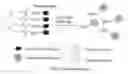 Fig. 01 - INTRAMOLECULARLY QUENCHED FLUOROCHROME CONJUGATES AND METHODS OF USE