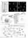 Fig. 07 - CARDIAC-SPECIFIC PROGENITOR CELLS
