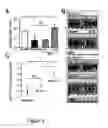 Fig. 10 - CARDIAC-SPECIFIC PROGENITOR CELLS
