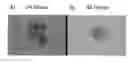 Fig. 01 - Method of constructing masses of myocardial cells and use of the myocardial cell mass