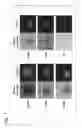 Fig. 02 - Method of constructing masses of myocardial cells and use of the myocardial cell mass