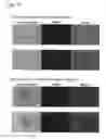 Fig. 06 - Method of constructing masses of myocardial cells and use of the myocardial cell mass