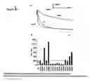 Fig. 09 - METHODS AND COMPOSITIONS TO TREAT ARRHYTHMIAS