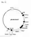 Fig. 02 - Plant Recombinant Human CTLA4IG and a Method for Producing the Same