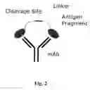 Fig. 03 - Masking Ligands For Reversible Inhibition Of Multivalent Compounds