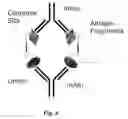 Fig. 07 - Masking Ligands For Reversible Inhibition Of Multivalent Compounds