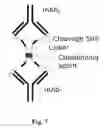 Fig. 08 - Masking Ligands For Reversible Inhibition Of Multivalent Compounds