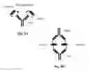 Fig. 09 - Masking Ligands For Reversible Inhibition Of Multivalent Compounds