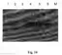 Fig. 11 - Masking Ligands For Reversible Inhibition Of Multivalent Compounds