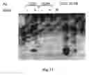 Fig. 13 - Masking Ligands For Reversible Inhibition Of Multivalent Compounds