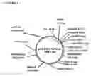Fig. 02 - Vaccines for human papilloma virus and methods for using the same