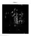 Fig. 03 - Adaptation of Pitman Moore strain of rabies virus to primary chick embryo fibroblast cell cultures