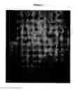 Fig. 06 - Adaptation of Pitman Moore strain of rabies virus to primary chick embryo fibroblast cell cultures