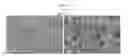 Fig. 01 - MACROPOROUS CARBON NANOFOAM COMPOSITES AND METHODS OF MAKING THE SAME