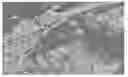 Fig. 01 - SINTERED COPPER-BASED MATERIAL HAVING INCREASED GRAIN SIZE AND METHOD OF MAKING THE SAME