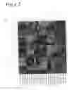 Fig. 09 - Quality control of agricultural products based on gene expression