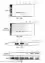 Fig. 08 - INDICATOR CELL LINES AND METHODS FOR MAKING SAME