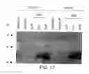 Fig. 40 - TUMOR SUPPRESSOR DESIGNATED TS10Q23.3
