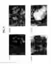 Fig. 07 - Target activated microtransfer