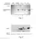 Fig. 02 - Non-invasive marker for liver function and disease