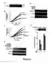 Fig. 07 - Use of Hepatitis B X-Interacting Protein (HBXIP) in Modulation of Apoptosis