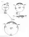 Fig. 06 - Method for production of L-lysine using methanol-utilizing bacterium