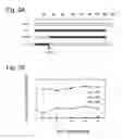 Fig. 04 - Functional Mutations In Respiratory Syncytial Virus