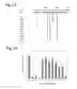 Fig. 06 - Functional Mutations In Respiratory Syncytial Virus