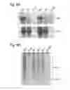 Fig. 07 - Functional Mutations In Respiratory Syncytial Virus