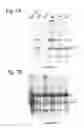 Fig. 08 - Functional Mutations In Respiratory Syncytial Virus