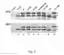 Fig. 09 - Functional Mutations In Respiratory Syncytial Virus