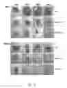 Fig. 11 - Functional Mutations In Respiratory Syncytial Virus