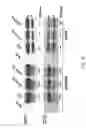 Fig. 13 - Functional Mutations In Respiratory Syncytial Virus
