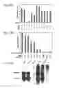 Fig. 17 - Functional Mutations In Respiratory Syncytial Virus